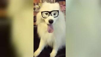 老王爆料神狗视频,老王独家爆料视频背后的惊人真相